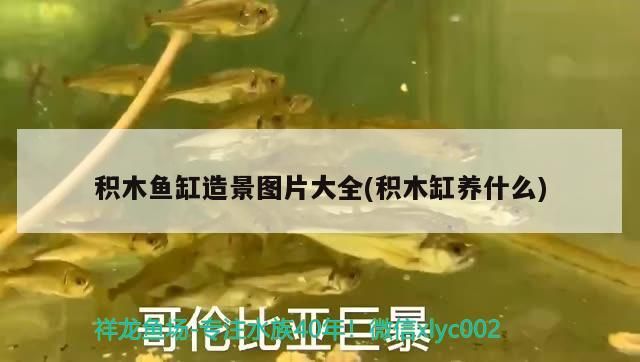積木魚缸造景圖片大全(積木缸養什么) 積木魚缸造景圖片大全(積木缸養什么) 黃金貓魚百科 第3張