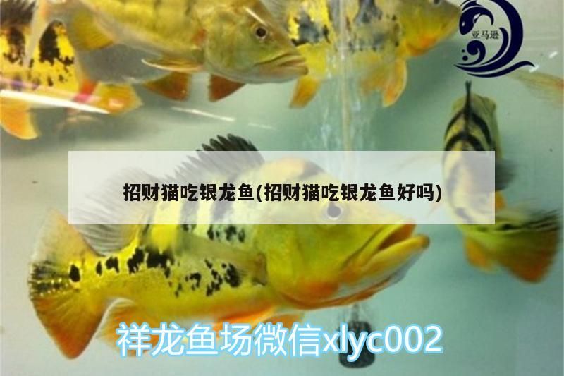 招財貓吃銀龍魚(招財貓吃銀龍魚好嗎)