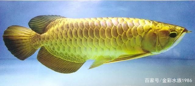 金龍魚形象在不同地區的文化差異：金龍魚在不同地區有著各自獨特的文化差異