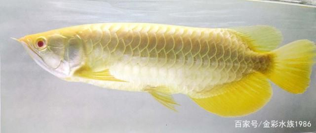 金龍魚形象在不同地區的文化差異：金龍魚在不同地區有著各自獨特的文化差異