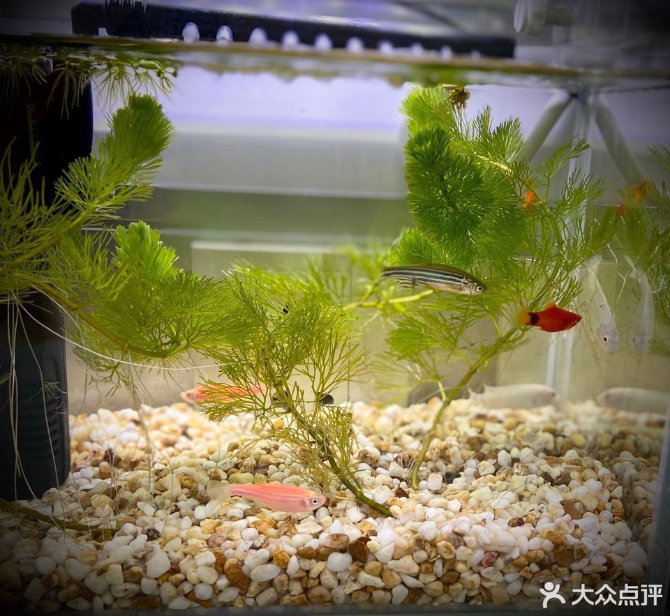 大湖紅龍魚(yú)批發(fā)：關(guān)于大湖紅龍魚(yú)批發(fā)和貨源基地的一些信息