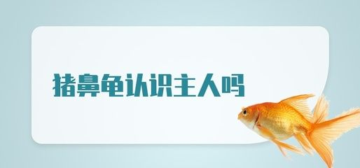 豬鼻龜認(rèn)識(shí)主人嗎視頻：豬鼻龜認(rèn)識(shí)主人嗎