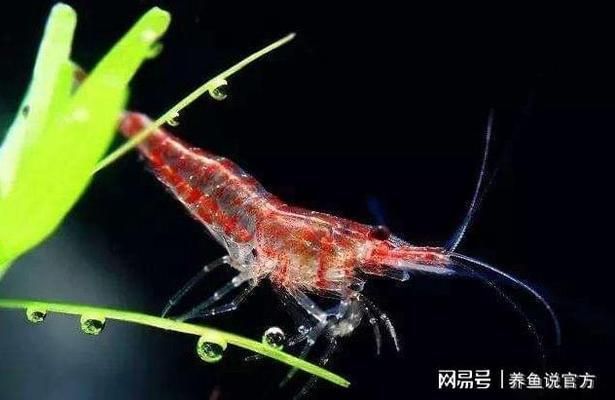 適合金龍魚的飼料有哪些？全面解析金龍魚飲食需求，全面解析金龍魚飲食需求，適合金龍魚的飼料推薦