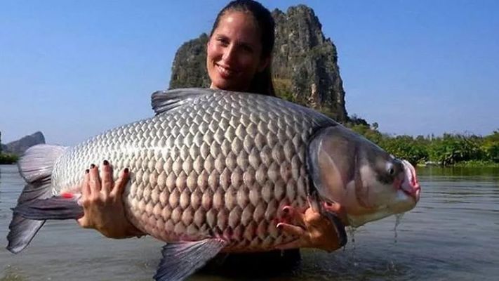 七紋巨鯉魚，七紋巨鯉魚是一種特殊的鯉魚品種，七紋巨鯉魚的養殖技術