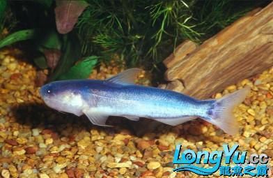 七紋巨鯉魚，七紋巨鯉魚是一種特殊的鯉魚品種，七紋巨鯉魚的養殖技術