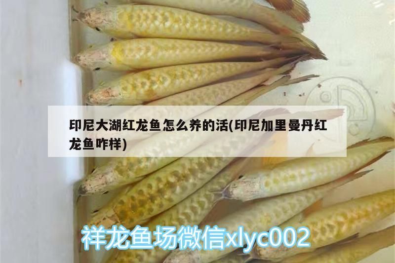印尼大湖紅龍魚怎么養的活(印尼加里曼丹紅龍魚咋樣)
