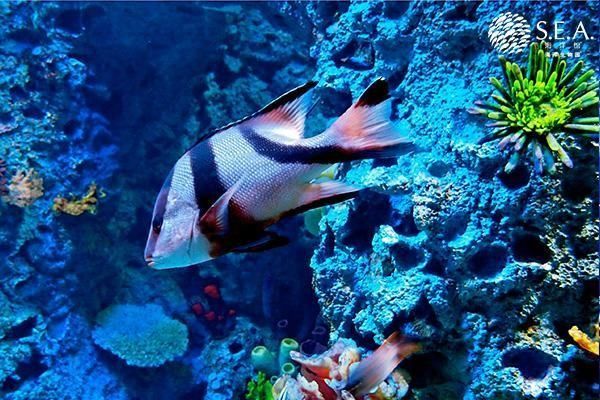水族館魚類介紹大全圖片（關于水族館魚類的詳細介紹） 水族館魚類介紹大全圖片（關于水族館魚類的詳細介紹） 水族館百科（水族館加盟） 第6張
