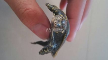 豬鼻龜?shù)酿B(yǎng)法大全：豬鼻龜怎么養(yǎng)，豬鼻龜飼養(yǎng)注意事項