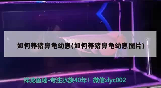 豬鼻龜?shù)酿B(yǎng)法大全：豬鼻龜怎么養(yǎng)，豬鼻龜飼養(yǎng)注意事項