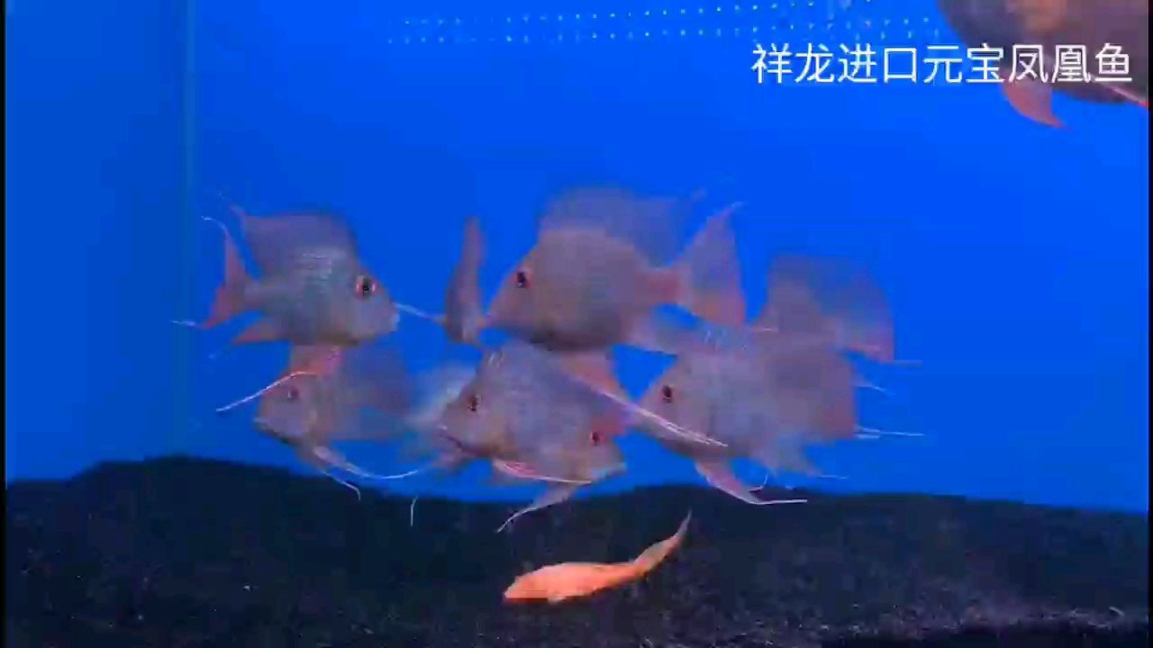 少量進(jìn)口元寶鳳凰魚 少量進(jìn)口元寶鳳凰魚 元寶鳳凰魚百科 第1張