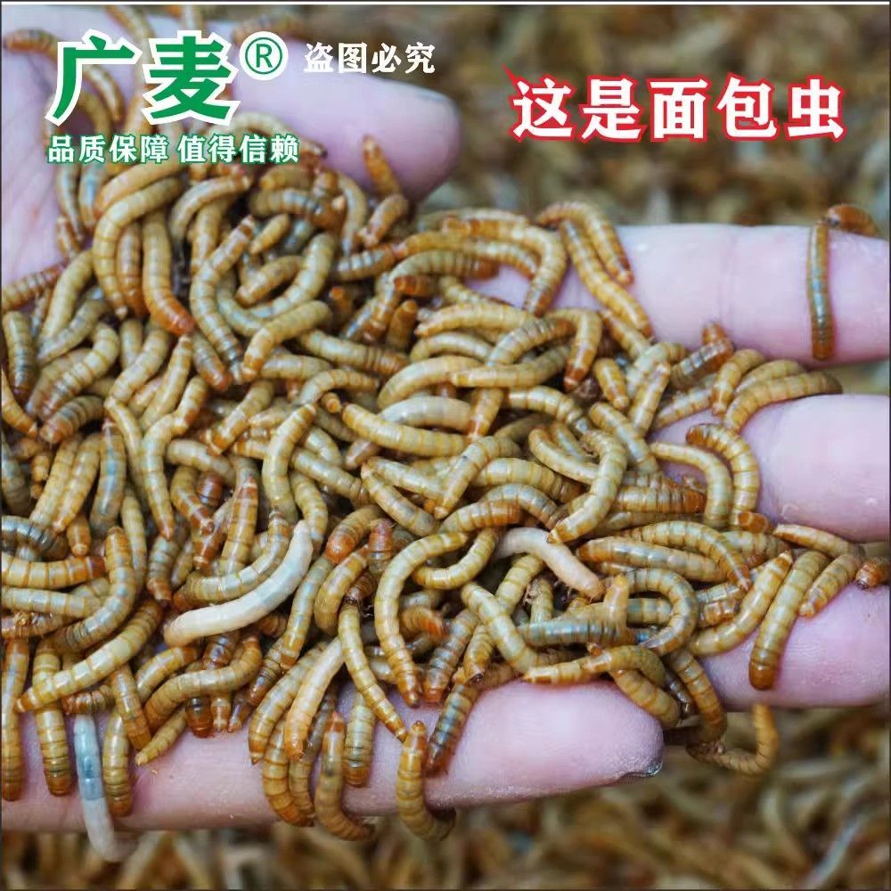 如何辨別金龍魚飼料質量：如何辨別金龍魚飼料的質量