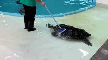 水族館店鋪里有什么動物嗎視頻（水族館店鋪經(jīng)營秘訣水族館店鋪經(jīng)營秘訣水族館店鋪經(jīng)營秘訣）