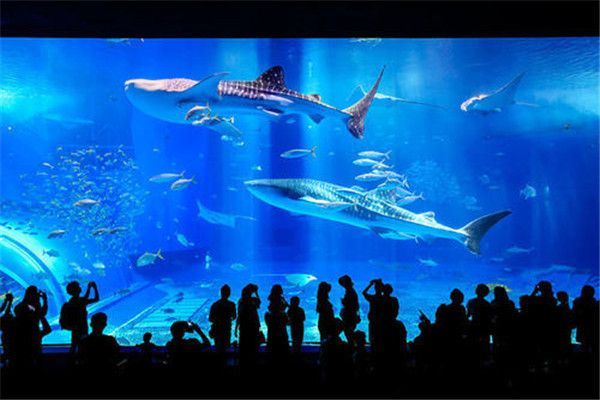 開一家水族館的成本是多少錢啊（開一家水族館的成本）