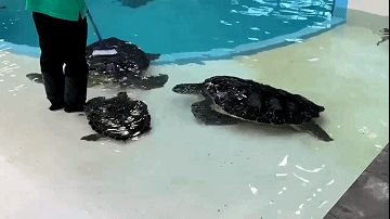 水族館店鋪里有什么動物嗎視頻（水族館店鋪經(jīng)營秘訣水族館店鋪經(jīng)營秘訣水族館店鋪經(jīng)營秘訣）