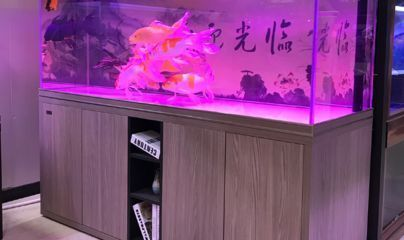 祥龍水族館加盟優(yōu)勢(shì)分析（祥龍水族館加盟條件詳解） 祥龍水族館加盟優(yōu)勢(shì)分析（祥龍水族館加盟條件詳解） 水族館百科（水族館加盟） 第6張