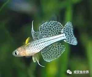 過背金龍魚百科視頻大全(金頭過背金龍魚視頻)
