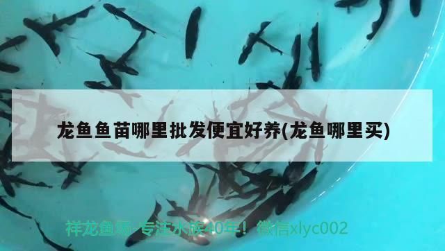 龍魚魚苗哪里批發好，龍魚魚苗批發地點