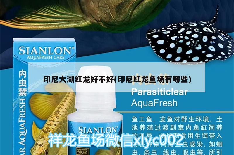 印尼大湖紅龍好不好(印尼紅龍魚場有哪些) 印尼大湖紅龍好不好(印尼紅龍魚場有哪些) 大湖紅龍魚百科 第2張
