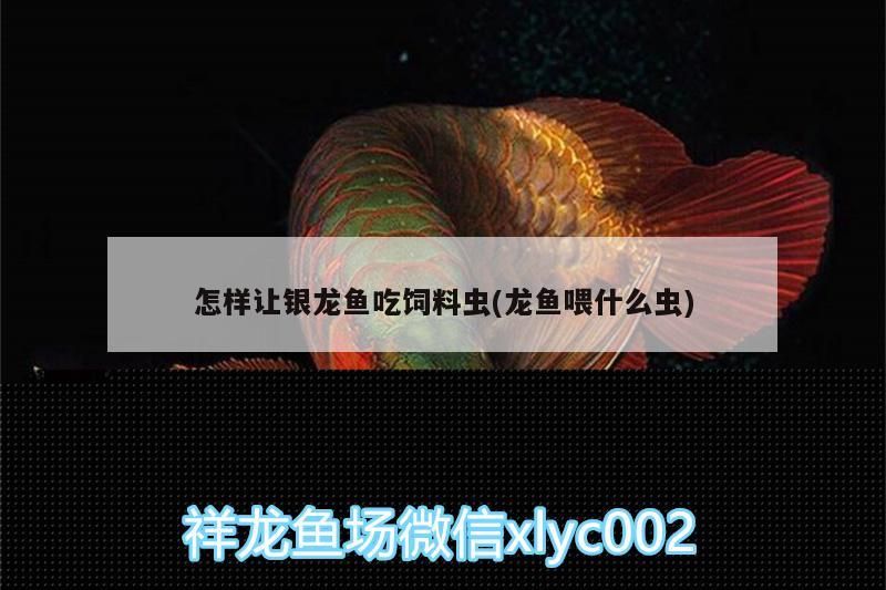 赤血紅龍魚的壽命有多長？（赤血紅龍魚可以活到10歲以上，甚至更長時間）