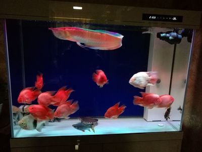 可麗愛魚缸官網(wǎng)價(jià)格表大全及圖片,亞克力魚缸與玻璃魚缸比較可麗愛魚缸最新款式介紹 魚缸百科 第6張 可麗愛魚缸官網(wǎng)價(jià)格表大全及圖片,亞克力魚缸與玻璃魚缸比較可麗愛魚缸最新款式介紹 可麗愛魚缸官網(wǎng)價(jià)格表大全及圖片,亞克力魚缸與玻璃魚缸比較可麗愛魚缸最新款式介紹 魚缸百科 第6張