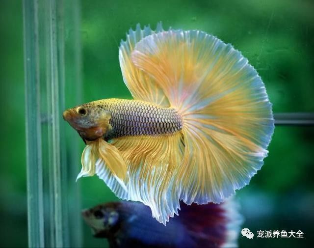 紅龍魚魚缸底色