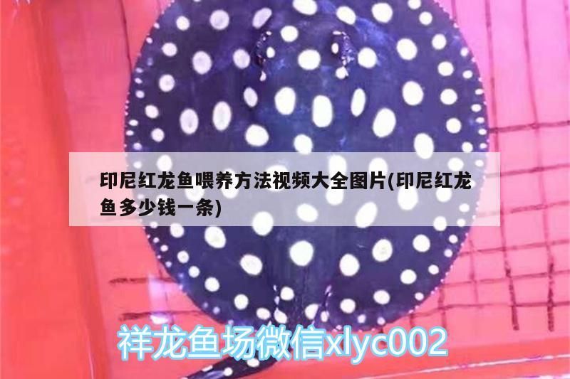 紅龍魚立鱗初期需要換水嗎？（如何判斷紅龍魚立鱗病是否嚴(yán)重？） 紅龍魚立鱗初期需要換水嗎？（如何判斷紅龍魚立鱗病是否嚴(yán)重？） 龍魚百科 第1張