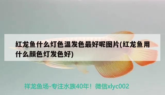 紅龍魚什么燈色溫發(fā)色最好呢圖片(紅龍魚用什么顏色燈發(fā)色好)