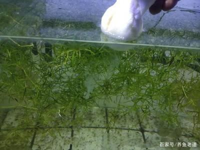 銀龍魚身上長白點是什么病圖片(銀龍魚身上出現紅斑是怎么情況) 銀龍魚身上長白點是什么病圖片(銀龍魚身上出現紅斑是怎么情況) 銀龍魚百科 第2張