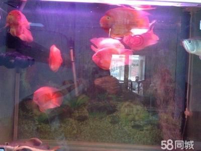魚缸底部什么顏色好看又實用(魚缸用什么底色最好看)