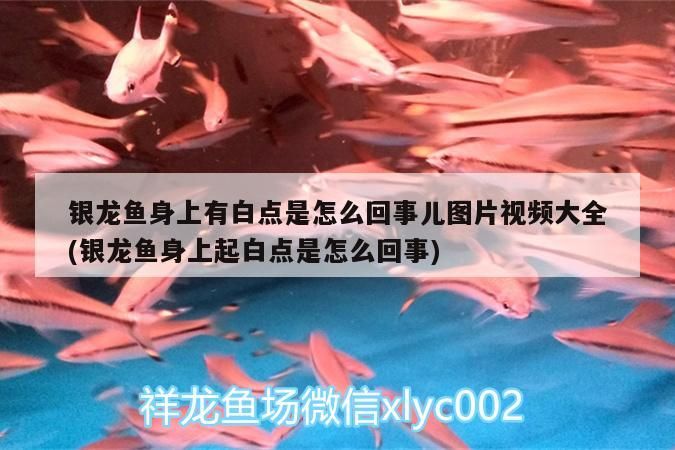 銀龍魚(yú)身上有白點(diǎn)是怎么回事兒圖片視頻大全(銀龍魚(yú)身上起白點(diǎn)是怎么回事)