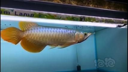 大湖紅龍魚與普通紅龍的區別（大湖紅龍魚與普通紅龍之間存在一些顯著的區別）