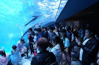 水族館有什么工作內容（水族館環境維護的創新方法,）