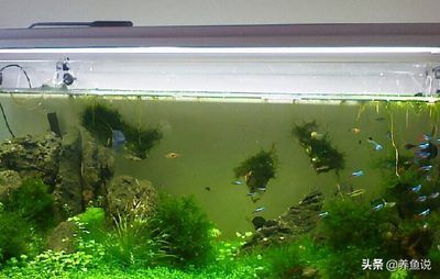 怎么自己做魚(yú)飼料(怎么自己做魚(yú)飼料配方)
