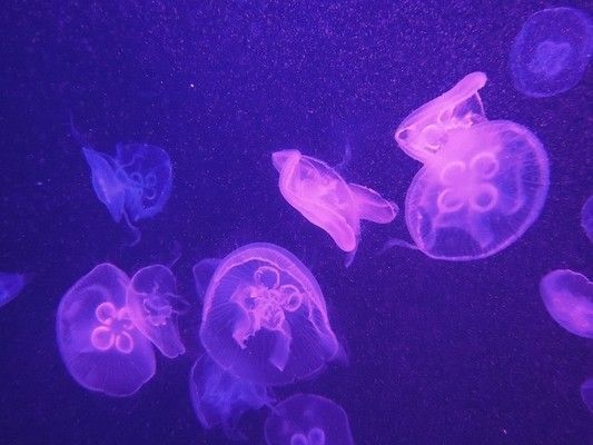 水族館門票多少錢上海（上海海洋水族館半價優惠活動僅需199元兒童票降至99元）