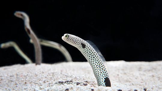 水族館門票多少錢上海（上海海洋水族館半價優惠活動僅需199元兒童票降至99元）