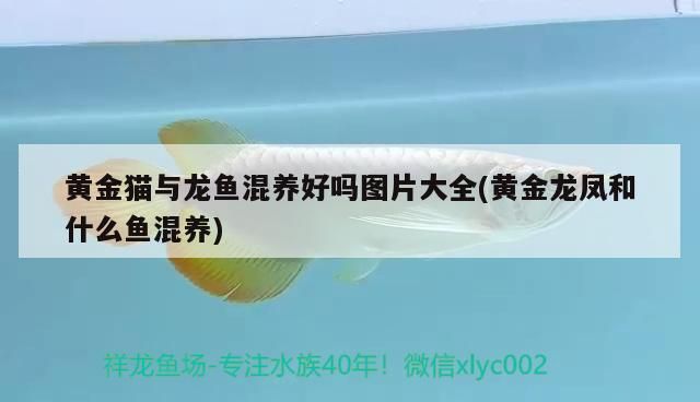 黃金貓與龍魚混養好嗎圖片大全(黃金龍鳳和什么魚混養)