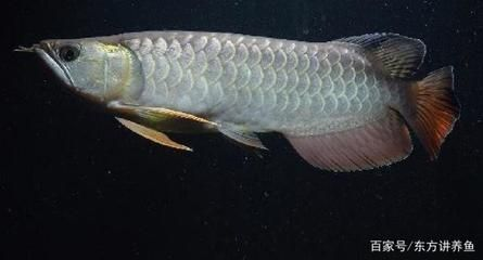 過背金龍魚與紅尾金龍魚區別：過背金龍魚與紅尾金龍魚的飼養差異 過背金龍魚與紅尾金龍魚區別：過背金龍魚與紅尾金龍魚的飼養差異 金龍魚百科 第5張