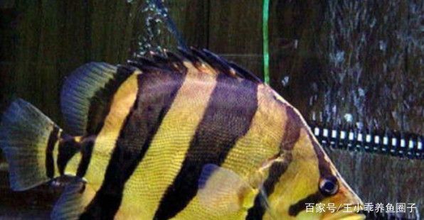 泰國虎魚適合新手養殖嗎，泰國虎魚養殖需要注意以下幾個方面泰國虎魚養殖注意事項