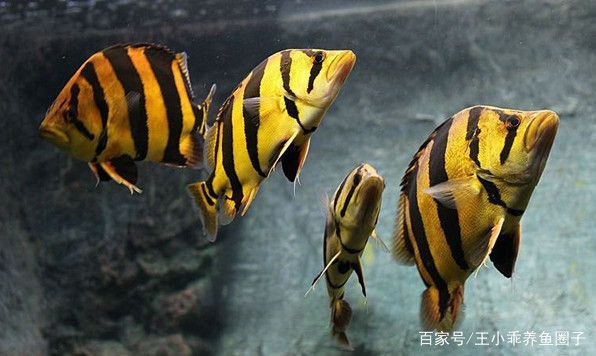 泰國虎魚適合新手養殖嗎，泰國虎魚養殖需要注意以下幾個方面泰國虎魚養殖注意事項 泰國虎魚適合新手養殖嗎，泰國虎魚養殖需要注意以下幾個方面泰國虎魚養殖注意事項 虎魚百科 第4張