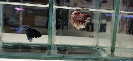 魟魚喂什么長白點最快：魟魚喂什么長白點最快最快[需手動填充]魚喂什么最快最快
