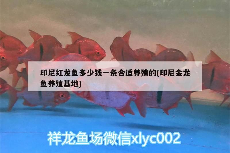 印尼紅龍魚多少錢一條合適養殖的(印尼金龍魚養殖基地)