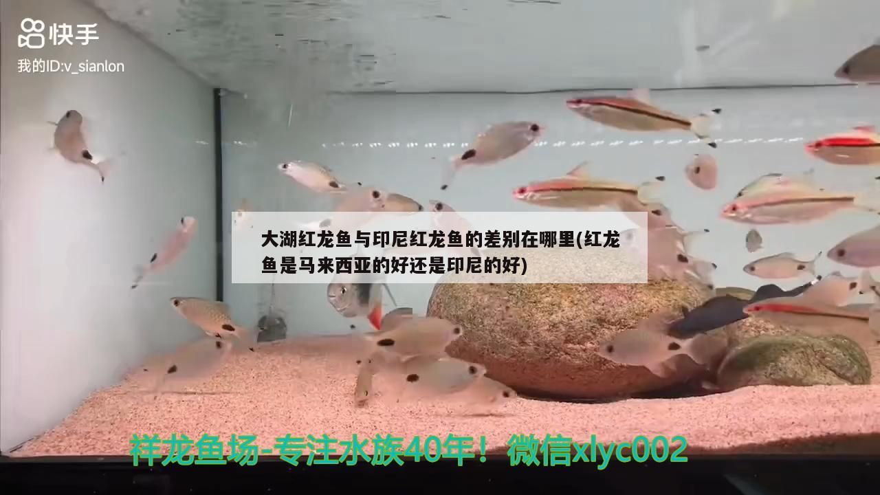 大湖紅龍魚與印尼紅龍魚的差別在哪里(紅龍魚是馬來西亞的好還是印尼的好) 大湖紅龍魚百科 第3張 大湖紅龍魚與印尼紅龍魚的差別在哪里(紅龍魚是馬來西亞的好還是印尼的好) 大湖紅龍魚與印尼紅龍魚的差別在哪里(紅龍魚是馬來西亞的好還是印尼的好) 大湖紅龍魚百科 第3張