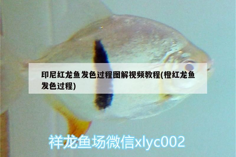 印尼紅龍魚發(fā)色過程圖解視頻教程(橙紅龍魚發(fā)色過程)
