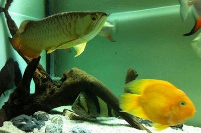 豬鼻龜能和紅龍一起養(yǎng)嗎圖片：豬鼻龜與紅龍魚(yú)一起養(yǎng)嗎 豬鼻龜能和紅龍一起養(yǎng)嗎圖片：豬鼻龜與紅龍魚(yú)一起養(yǎng)嗎 豬鼻龜百科 第3張