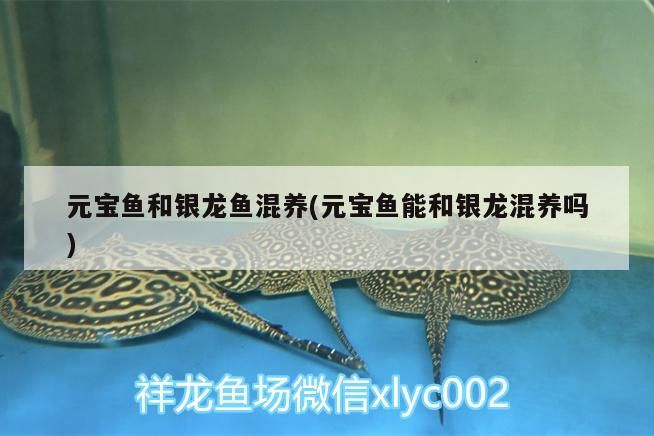 元寶魚和銀龍魚混養(元寶魚能和銀龍混養嗎)