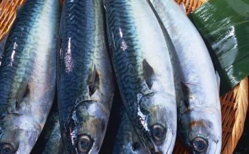 魟魚一天吃多少：關于魟魚每日食量的信息