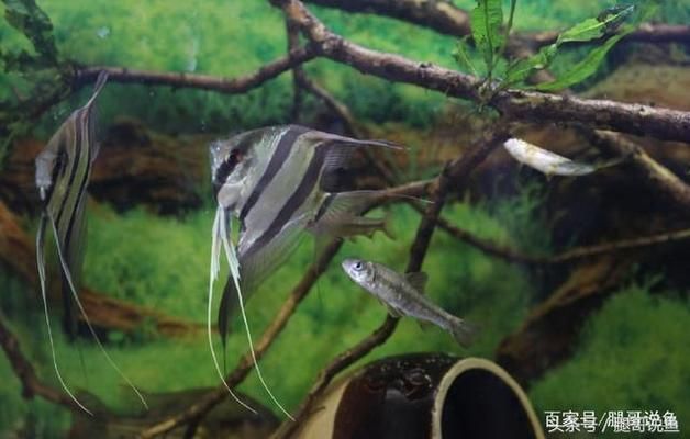 神仙魚混養(yǎng)的水質(zhì)管理技巧，神仙魚混養(yǎng)時的水質(zhì)管理技巧 神仙魚混養(yǎng)的水質(zhì)管理技巧，神仙魚混養(yǎng)時的水質(zhì)管理技巧 虎魚百科 第3張