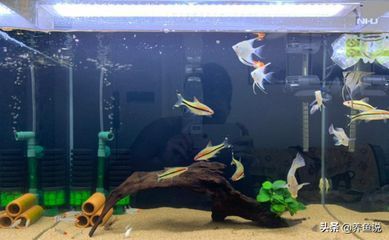 魚缸過濾器不過水，如何判斷魚缸過濾器損壞 魚缸過濾器不過水，如何判斷魚缸過濾器損壞 魚缸百科 第4張