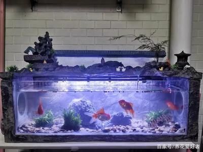 魚缸過濾器不過水，如何判斷魚缸過濾器損壞 魚缸過濾器不過水，如何判斷魚缸過濾器損壞 魚缸百科 第6張
