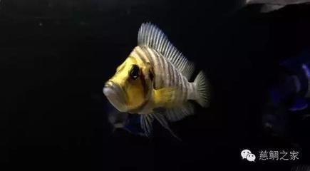 比較霸氣的觀賞魚名字兩個字（具有霸氣名字的觀賞魚）